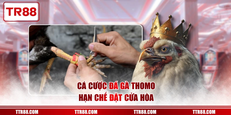Cá cược đá gà Thomo hạn chế đặt cửa hòa