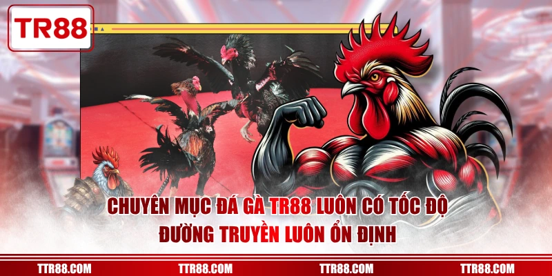 Chuyên mục đá gà TR88 luôn có tốc độ đường truyền luôn ổn định