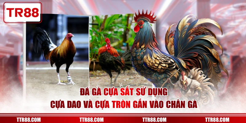 Đá gà cựa sắt sử dụng cựa dao và cựa tròn gắn vào chân gà