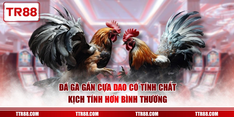 Đá gà gắn cựa dao có tính chất kịch tính hơn bình thường