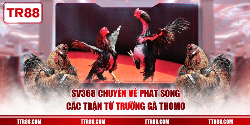 SV368 chuyên về phát sóng các trận từ trường gà Thomo