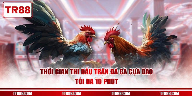 Thời gian thi đấu trận đá gà cựa dao tối đa 10 phút