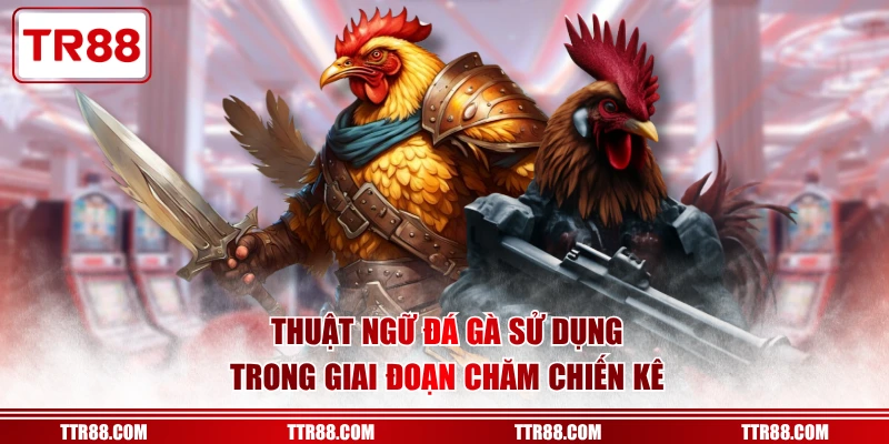 Thuật ngữ đá gà sử dụng trong giai đoạn chăm chiến kê
